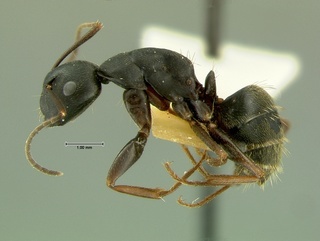 Camponotus herculeanus, side, CASENT0105729