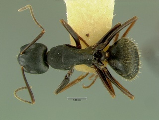 Camponotus herculeanus, top, CASENT0105729