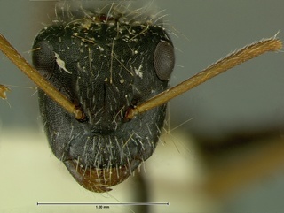 Camponotus mina, head, CASENT0105732