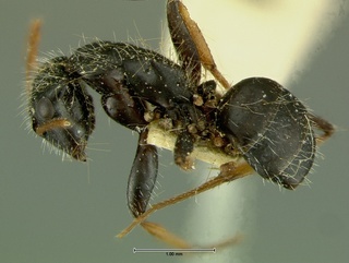 Camponotus mina, side, CASENT0105732