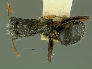 Camponotus mina, top, CASENT0105732