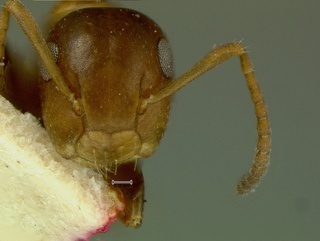 Camponotus pylartes, head, CASENT0105728