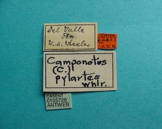 Camponotus pylartes, label, CASENT0105728