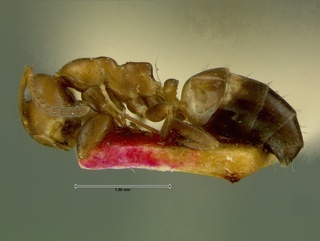 Camponotus pylartes, side, CASENT0105728