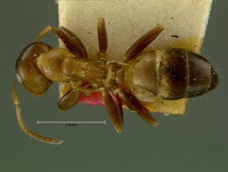Camponotus pylartes, top, CASENT0105728