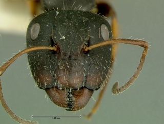 Camponotus trepidulus, head, CASENT0105733