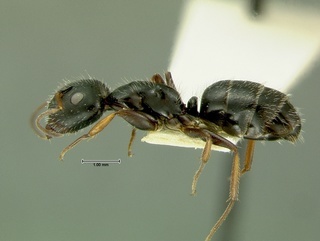 Camponotus trepidulus, side, CASENT0105733