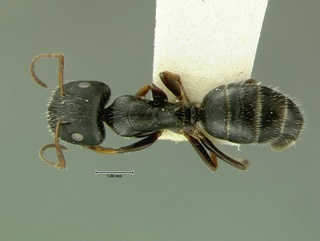 Camponotus trepidulus, top, CASENT0105733