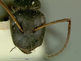 Camponotus ulcerosus, head, CASENT0105734