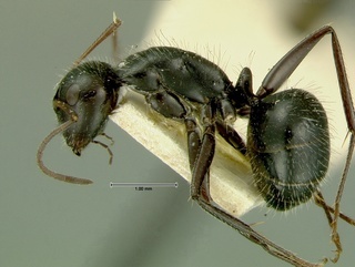 Camponotus ulcerosus, side, CASENT0105734