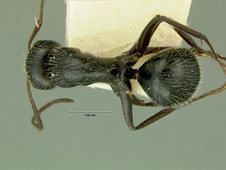 Camponotus ulcerosus, top, CASENT0105734