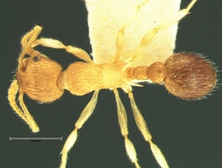 Myrmica punctiventris, top, CASENT0105694