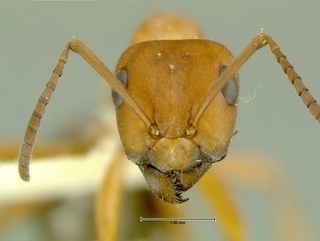 Formica gynocrates, head, CASENT0105748