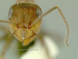 Formica planipilis, head, CASENT0105753