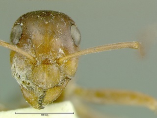 Formica postoculata, head, CASENT0105757