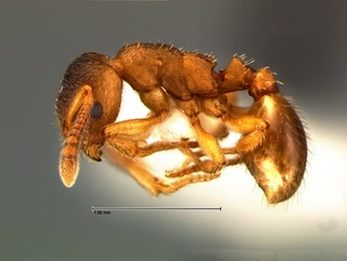 Formicoxenus quebecensis, side, CASENT0105761