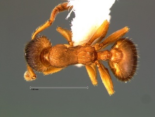 Formicoxenus quebecensis, top, CASENT0105761