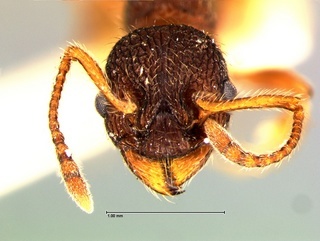 Myrmica hamulata, head, CASENT0105778