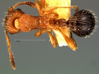 Myrmica monticola, top, CASENT0105780