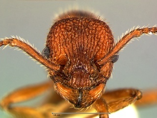 Myrmica striolagaster, head, CASENT0105782