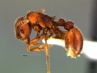 Myrmica striolagaster, side, CASENT0105782