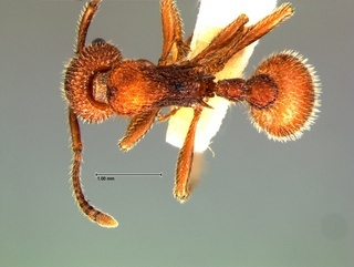Myrmica striolagaster, top, CASENT0105782