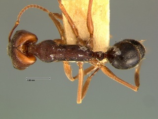 Odontomachus brunneus, top, CASENT0105795