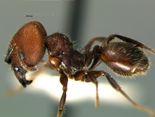 Pheidole obscurithorax, side, CASENT0105820