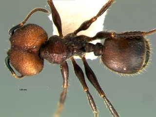 Pheidole obscurithorax, top, CASENT0105820