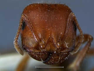 Pogonomyrmex bicolor, head, CASENT0105832