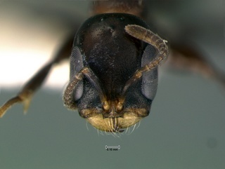 Pseudomyrmex brunneus, head, CASENT0105840