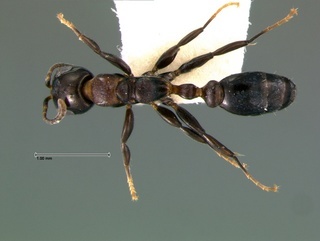 Pseudomyrmex brunneus, top, CASENT0105840