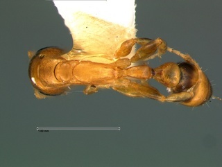 Pseudomyrmex simplex, top, CASENT0105844
