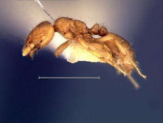 Solenopsis krockowi, side, CASENT0105854