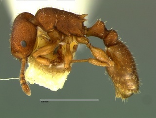 Temnothorax bradleyi, side, CASENT0105869