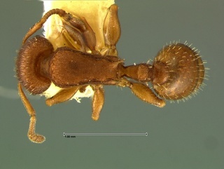 Temnothorax bradleyi, top, CASENT0105869