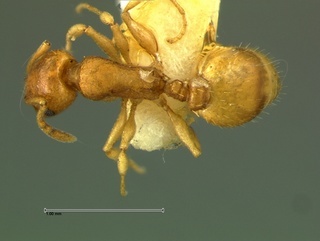 Temnothorax carinatus, top, CASENT0105870