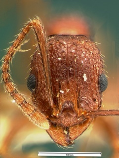 Aphaenogaster mariae, head, CASENT0105571