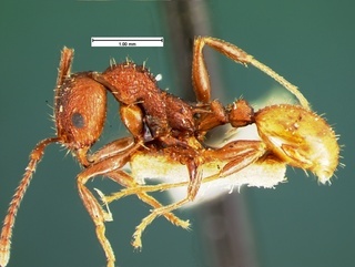 Aphaenogaster mariae, side, CASENT0105571