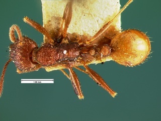Aphaenogaster mariae, top, CASENT0105571