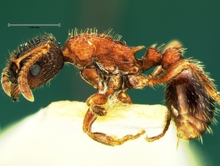 Myrmica lobicornis, side, CASENT0105692