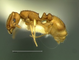 Temnothorax carinatus, side, CASENT0105870