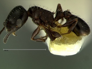 Temnothorax obliquicanthus, side, CASENT0105859
