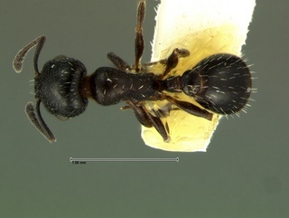 Temnothorax obliquicanthus, top, CASENT0105859
