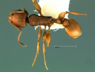 Temnothorax silvestrii, top, CASENT0105865