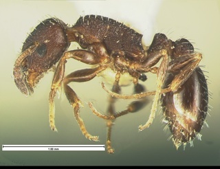 Temnothorax tricarinatus, side, CASENT0105629