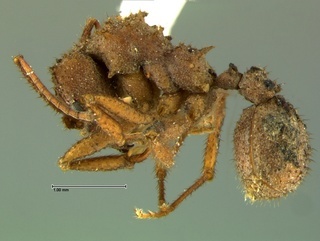 Trachymyrmex desertorum, side, CASENT0105872
