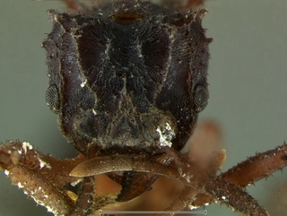Trachymyrmex jamaicensis, head, CASENT0105873