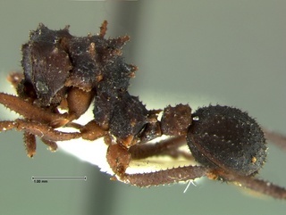 Trachymyrmex jamaicensis, side, CASENT0105873