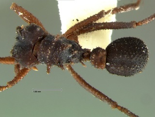 Trachymyrmex jamaicensis, top, CASENT0105873